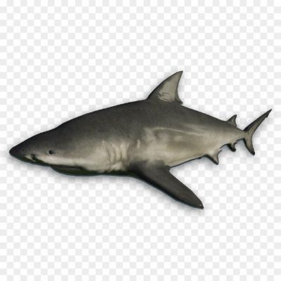 Bull-Shark-PNG-Pic-Background.png