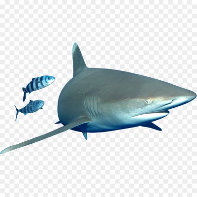Bull-Shark-Transparent-File.png