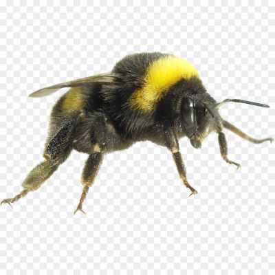 Bumblebee-Insect-PNG-Pic-Background-JTUOG96H.png