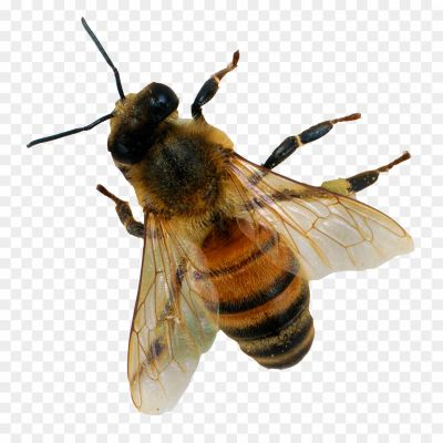 Bumblebee-Insect-Transparent-Images-76NPQN0C.png
