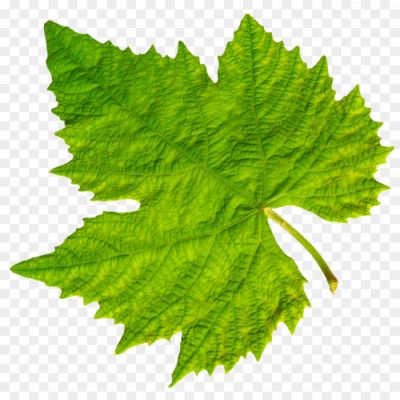 Bunch-Grape-Vine-Leaf-PNG-Clipart-VEX2QQQ4.png