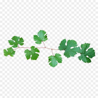 Bunch-Grape-Vine-Leaf-PNG-Image-Pngsource-JVEYN2R2.png