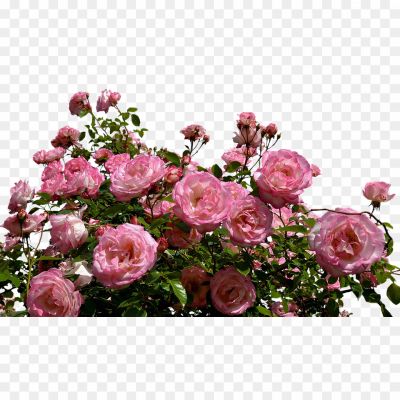 Bush-And-Flowers-Transparent-Free-PNG-Pngsource-3H2XEZ9T.png