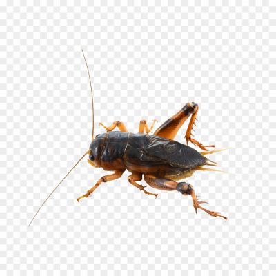 Bush-Crickets-No-Background-0QSBGVCT.png