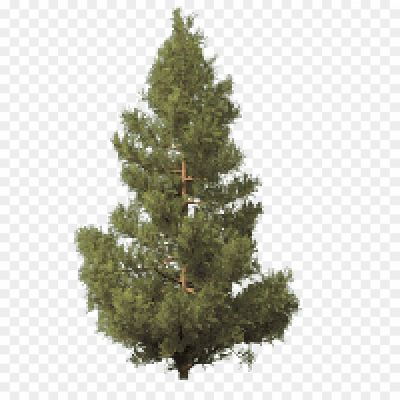 Bush-Fir-Tree-PNG-Clipart-Background-J4QGNFVL.png