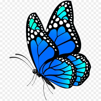 Butterfly-Clip-Art-Download-Free-PNG-Pngsource-4Z1UWRML.png