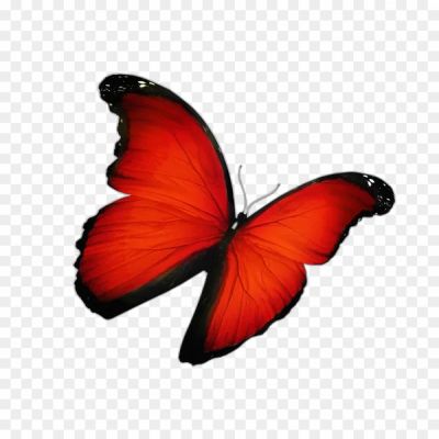 Butterfly, Migration, Orange And Black, Caterpillar, Chrysalis, Milkweed, Wings, Pollinators, Transformation, Beauty, Flutter, Garden, Nectar, Conservation, Habitat, Monarch Butterfly.