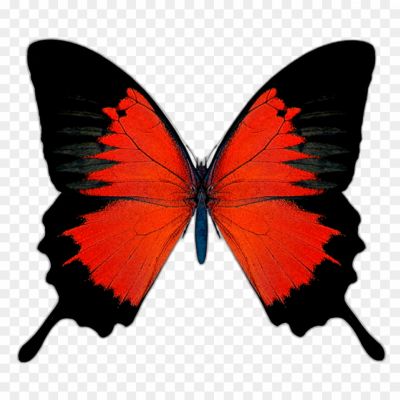 Butterfly, Migration, Orange And Black, Caterpillar, Chrysalis, Milkweed, Wings, Pollinators, Transformation, Beauty, Flutter, Garden, Nectar, Conservation, Habitat, Monarch Butterfly.