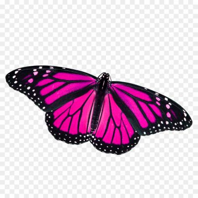Butterfly-PNG-File-Download-Free-Pngsource-XLNYW7MT.png