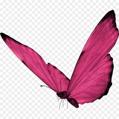 Butterfly-PNG-HD-Quality-Pngsource-C5DRN2UM.png