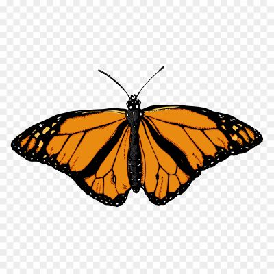 Butterfly-PNG-Transparent-Pngsource-0XXK01A7.png