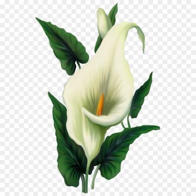 Calla-Lily-PNG-Image-Pngsource-T71XE8ZZ.png