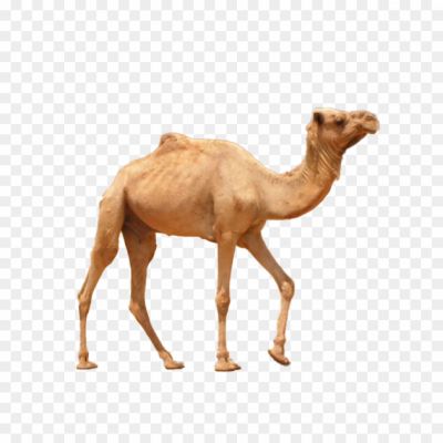 Large Mammal, Even-toed Ungulate, Camelid Family, Distinct Hump(s) On The Back, Long Curved Neck, Long Legs, Adapted For Desert Environments, Camels Species (dromedary And Bactrian), Domesticated And Wild Camels, Camels As Pack Animals