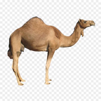 Large Mammal, Even-toed Ungulate, Camelid Family, Distinct Hump(s) On The Back, Long Curved Neck, Long Legs, Adapted For Desert Environments, Camels Species (dromedary And Bactrian), Domesticated And Wild Camels, Camels As Pack Animals