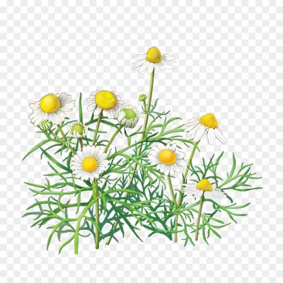 Camomile-Bush-Group-Background-PNG-Image-KWQBI5YX.png