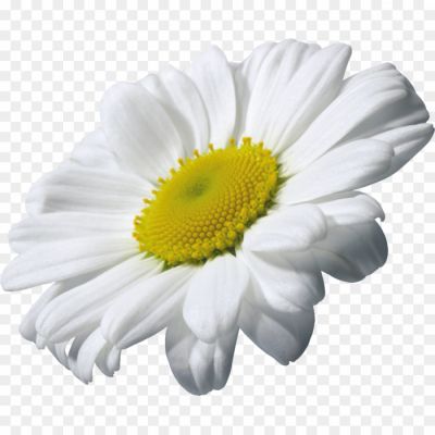 Camomile-Free-Picture-PNG-44SM01MS.png
