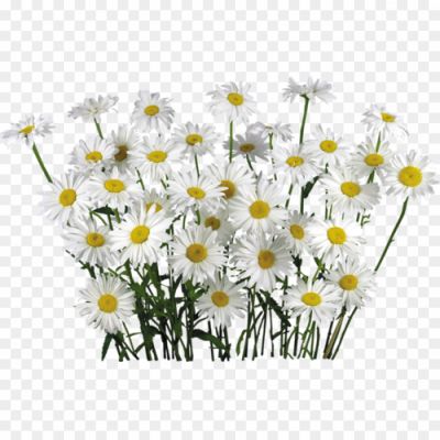 Camomile-PNG-File-Pngsource-MNUQ0LN7.png