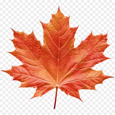 Canadian-Maple-Leaf-Download-Free-PNG-Pngsource-ZJ7KPMKQ.png