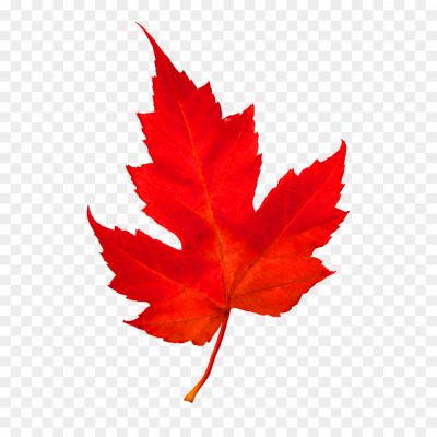 canadian leaf, maple