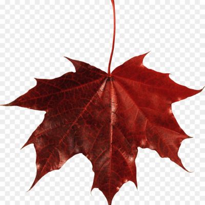 Canadian-Maple-Leaf-Transparent-Background-8SMX6WF2.png