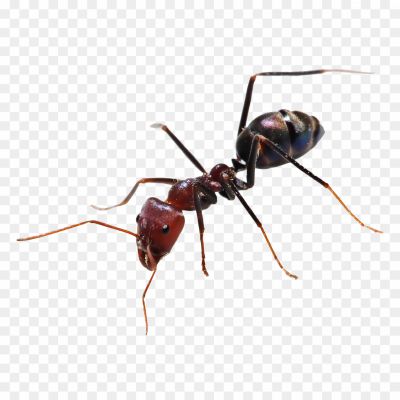 Carpenter Ant, Ant Species, Wood-damaging Pest, Insect Pest, Destructive Behavior, Large Size, Black Or Reddish Coloration, Colony Structure, Ant Anatomy, Carpenter Ant Identification, Carpenter Ant Behavior, Carpenter Ant Habitat, Carpenter Ant Diet, Carpenter Ant Damage