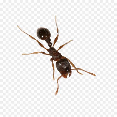 Carpenter Ant, Ant Species, Wood-damaging Pest, Insect Pest, Destructive Behavior, Large Size, Black Or Reddish Coloration, Colony Structure, Ant Anatomy, Carpenter Ant Identification, Carpenter Ant Behavior, Carpenter Ant Habitat, Carpenter Ant Diet, Carpenter Ant Damage