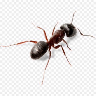 Carpenter Ant, Ant Species, Wood-damaging Pest, Insect Pest, Destructive Behavior, Large Size, Black Or Reddish Coloration, Colony Structure, Ant Anatomy, Carpenter Ant Identification, Carpenter Ant Behavior, Carpenter Ant Habitat, Carpenter Ant Diet, Carpenter Ant Damage