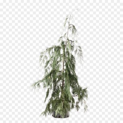 Cedar Tree, Evergreen Tree, Coniferous Tree, Tall Tree, Majestic, Cedar Wood, Aromatic, Cedar Branches, Cedar Leaves, Cedar Forest, Nature, Landscape, Symbol Of Strength, Symbol Of Resilience, Lumber, Cedar Tree Silhouette