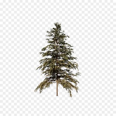 Cedar Tree, Evergreen Tree, Coniferous Tree, Tall Tree, Majestic, Cedar Wood, Aromatic, Cedar Branches, Cedar Leaves, Cedar Forest, Nature, Landscape, Symbol Of Strength, Symbol Of Resilience, Lumber, Cedar Tree Silhouette