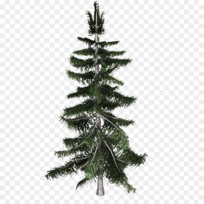 Cedar Tree, Evergreen Tree, Coniferous Tree, Tall Tree, Majestic, Cedar Wood, Aromatic, Cedar Branches, Cedar Leaves, Cedar Forest, Nature, Landscape, Symbol Of Strength, Symbol Of Resilience, Lumber, Cedar Tree Silhouette