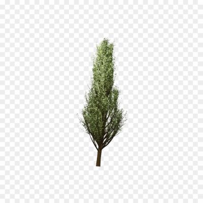 Cedar-Tree-PNG-Photos.png