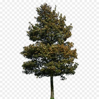 Cedar-Tree-PNG-Pic.png