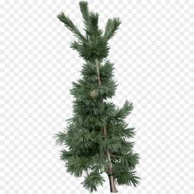 Cedar-Tree-PNG-Picture.png