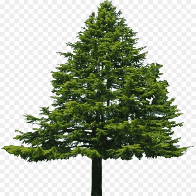 Cedar-Tree-Transparent-Background.png