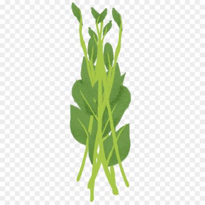 Ceylon-Spinach-PNG-Pic.png