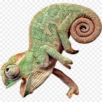 Chameleon-PNG-Clipart-Background-DYD5I2B6.png