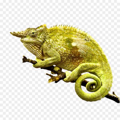 Chameleon-PNG-HD-Quality-ZM4UJYWI.png PNG Images Icons and Vector Files - pngsource