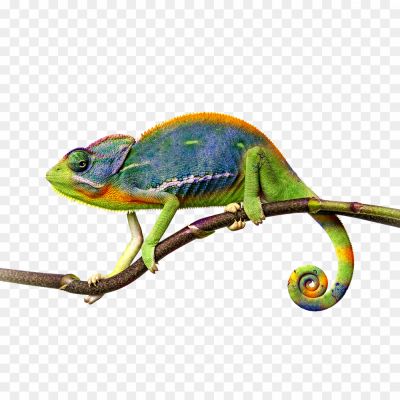 Chameleon-Sitting-Background-PNG-Image-22E1AFA5.png