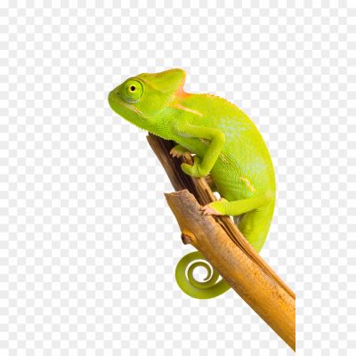 Chameleon-Sitting-Transparent-PNG-FQ4S3KRI.png