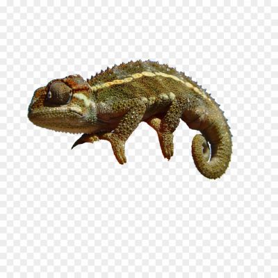 Chameleon-Transparent-File-7BLUW049.png