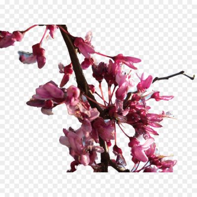 Cherry-Blossom-PNG-Transparent-Image-Pngsource-W5DFRYVE.png