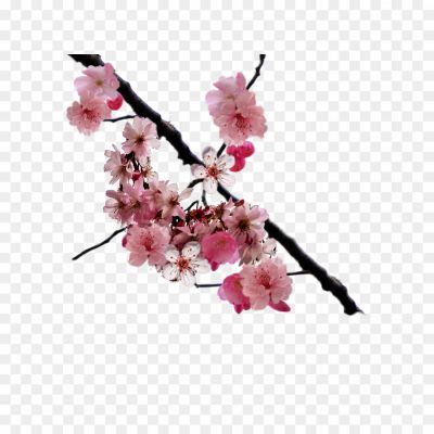 Cherry-Blossom-Pngsource-6AN4J4UX.png