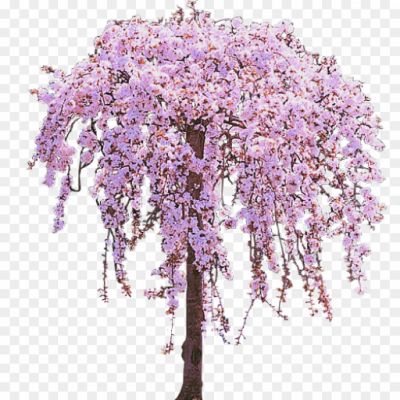 Cherry-Tree-PNG-Clipart.png