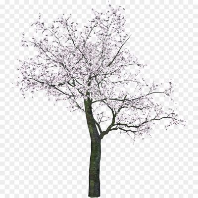 Cherry-Tree-PNG-Transparent-Image.png