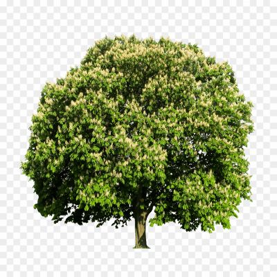 Chestnut-Tree-Download-Free-PNG.png