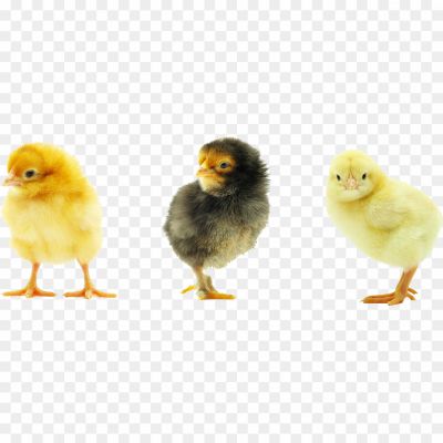 Chick, Baby Bird, Hatchling, Fluffy, Down Feathers, Beak, Chirping, Nestling, Poultry, Farm Animals, Springtime, Cute, Adorable