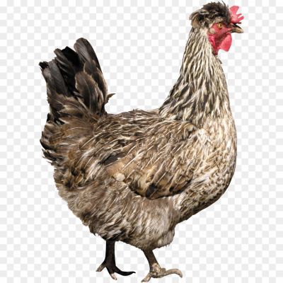 Chicken-Bird-PNG-Clip-Art-HD-Quality-ADP1OY3E.png