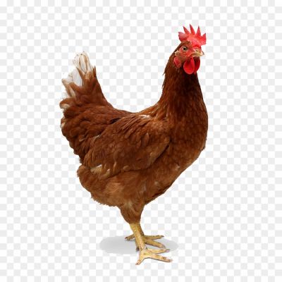 Hen, Poultry, Farm Animal, Rooster, Chicken, Egg-laying, Feathers, Beak, Clucking, Pecking, Coop, Broodiness, Motherhood, Scratch, Forage, Farmyard