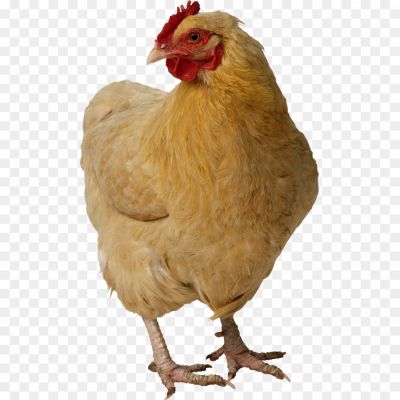 Hen, Poultry, Farm Animal, Rooster, Chicken, Egg-laying, Feathers, Beak, Clucking, Pecking, Coop, Broodiness, Motherhood, Scratch, Forage, Farmyard