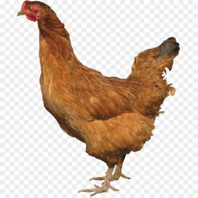 Poultry, Farm Animal, Domesticated, Feathers, Wings, Beak, Comb, Wattle, Rooster, Hen, Eggs, Meat, Broiler, Breed, Coop, Pecking Order, Scratching, Clucking, Foraging, Flock, Poultry Farm